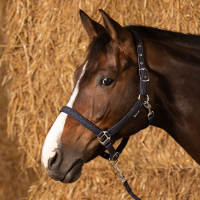 Halsterset Glitter Navy FULL