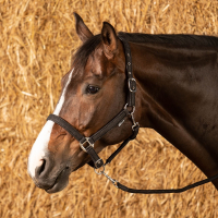 Halfterset Glitter Schwartz