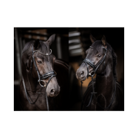 Showtime Evalira Zwart/Zwart