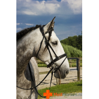 AFTER RIDING Polo hoofdstel