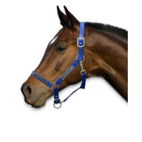 Safety-First Royal Blue