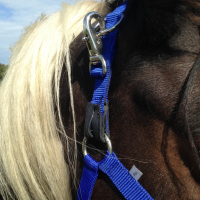 Safety-First Royal Blue