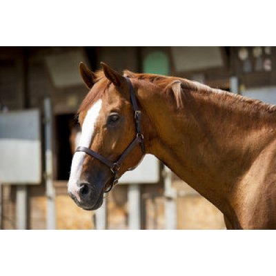 APOLLO First Leather FULL