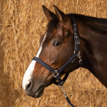 Halsterset Glitter Navy FULL