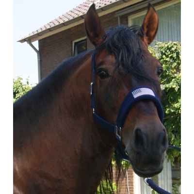 HB halster Bellwood Going to America COB