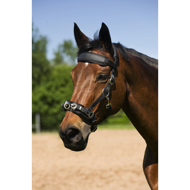 NORTON NEOPRENE LINED LUNGING CAVESSON