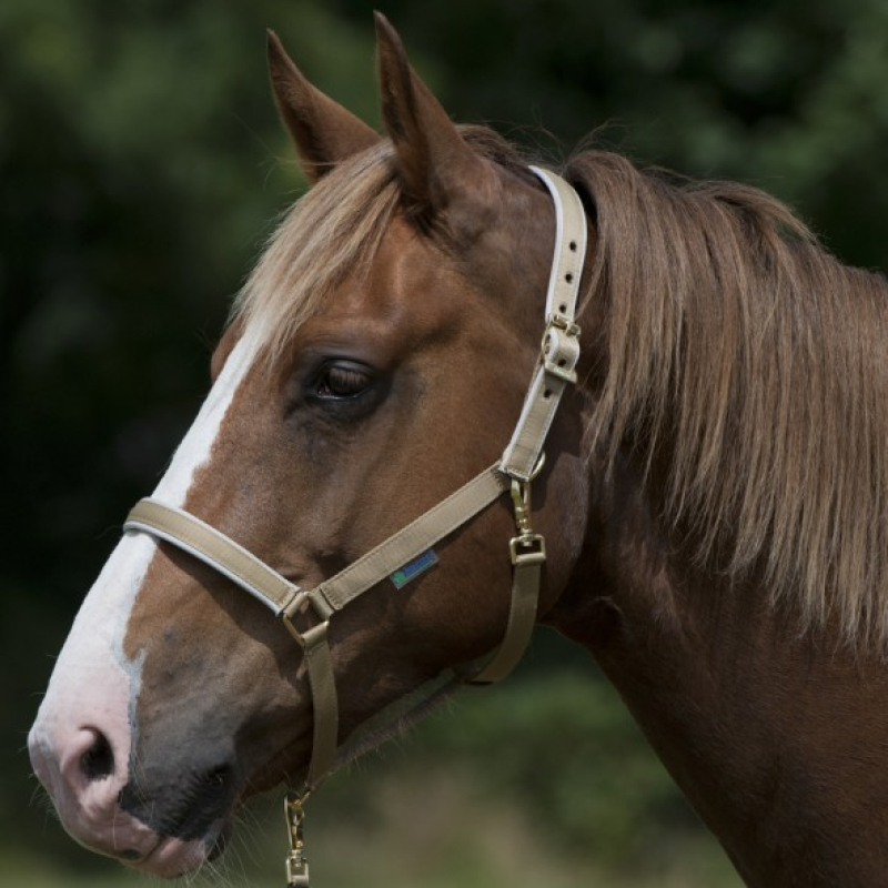 Bucas Halster Antelope