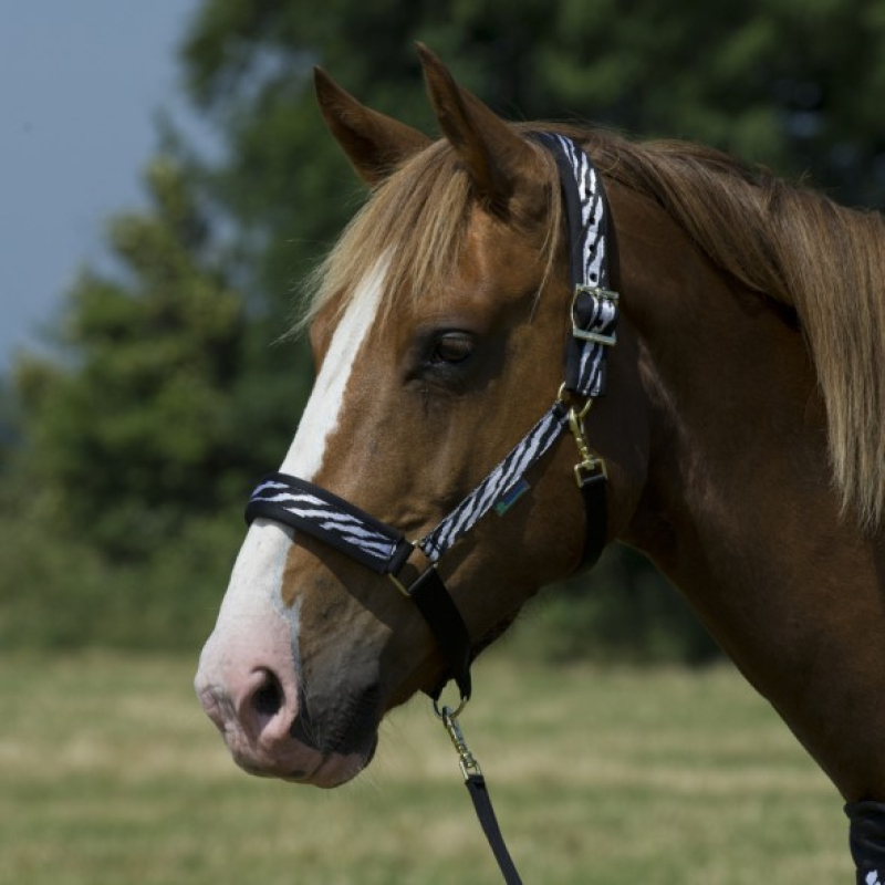 Bucas Zebra Halster