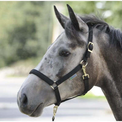 Bucas Halster Dublin