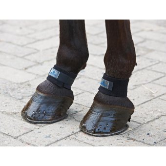 Kootbeschermer IJslander