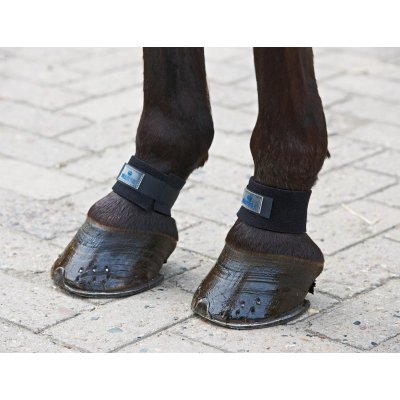 Kootbeschermer IJslander